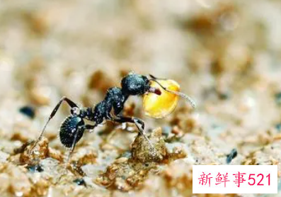 蚂蚁是如何过冬的呢