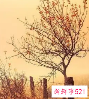 女孩名字温柔仙气