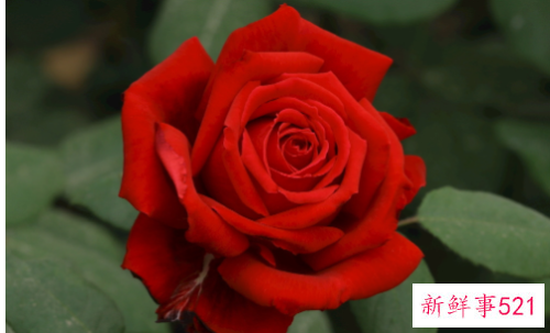 花中之魁是什么花