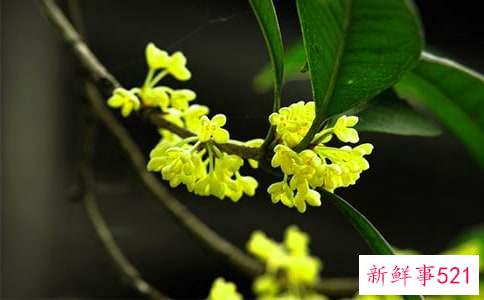 梦见桂花预示什么