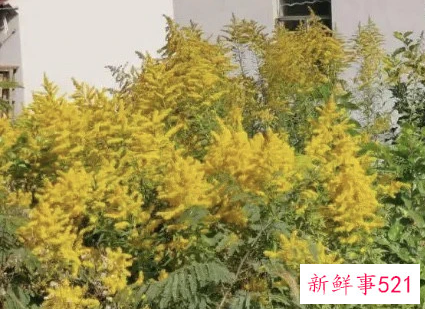 加拿大一支黄花怎么传进来的