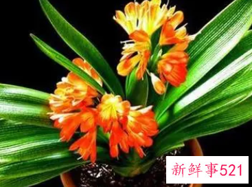 君子兰开花怎么养护