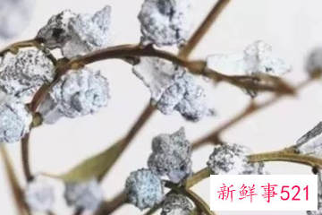 适合居家插的鲜花