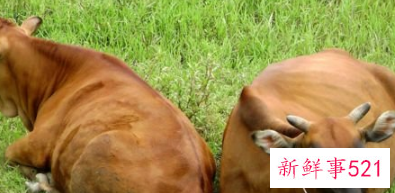 副作用最小的避孕药是什么