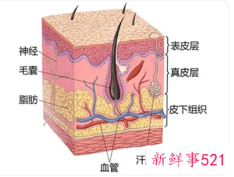 表皮层是由什么组成