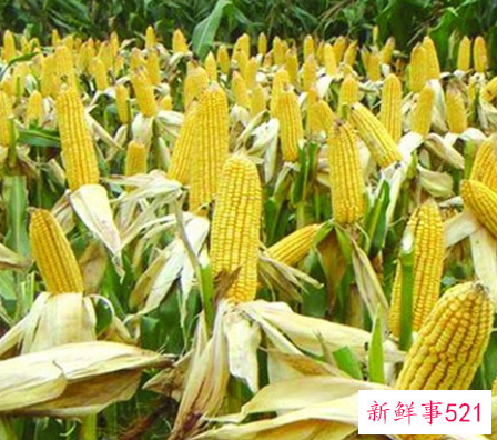 玉米的价值和作用