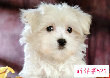 孕妇梦见白色的狗是什么意思