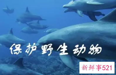 当代大学生如何保护野生动物