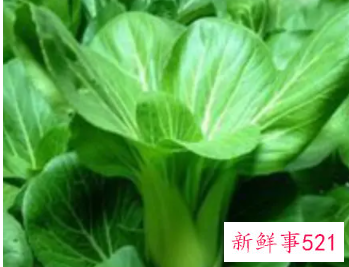 青菜的营养价值及食用价值