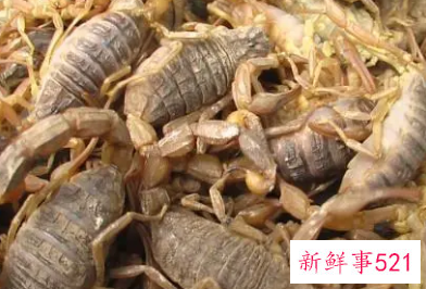 蝎子到底能不能吃