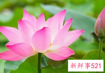 梦见莲花开有什么征兆