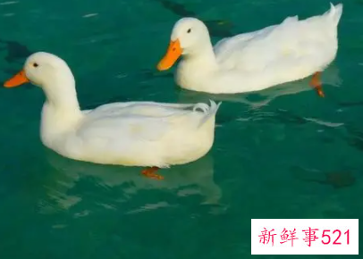 孕妇梦见鸭子死了是什么意思