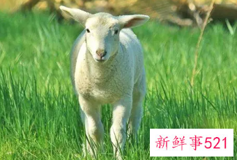 91年属羊多少岁结婚好