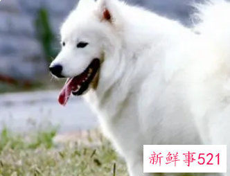 孕妇梦见白色的狗是什么意思