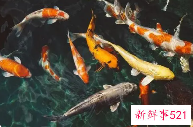 梦见很多鱼寓意