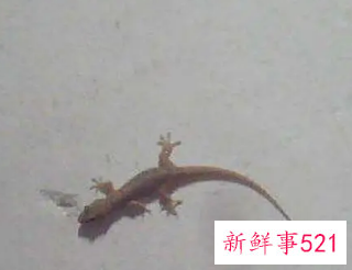 做梦壁虎掉身上有什么说法
