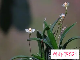 兰花的形态是怎样的