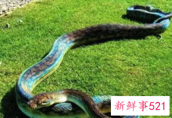 梦见一条大蟒蛇是什么意思