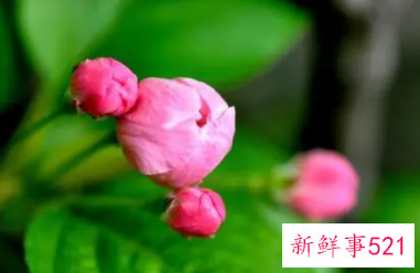 女人梦见花是啥意思