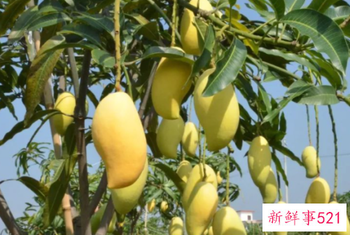 经期为能不能吃芒果