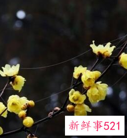 客厅摆放什么植物招财风水