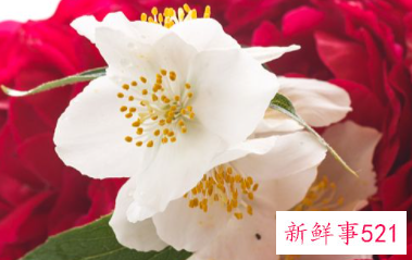 第一个情人节送什么花给女朋友