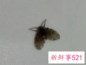 梦见自己身上飞来很多小飞虫