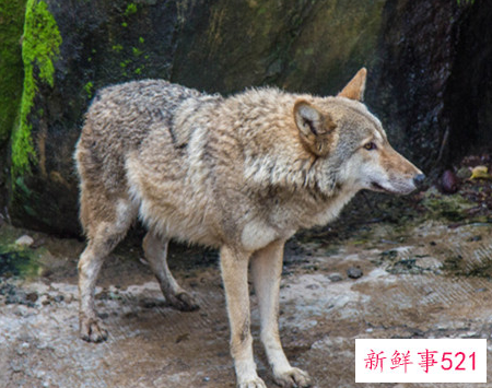 梦见狼是什意思