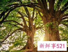 梦见大树有什么意思