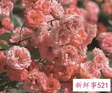 越相处越让人着迷的星座女