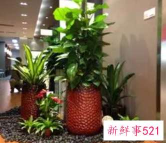 家居植物风水知识