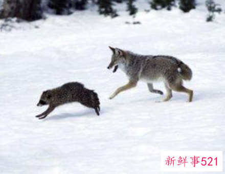 梦见狼是什意思