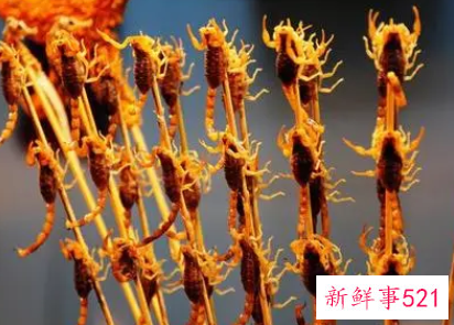 蝎子到底能不能吃