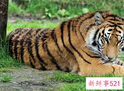 梦见养老虎什么含义