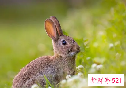 属兔男喜欢女人部位