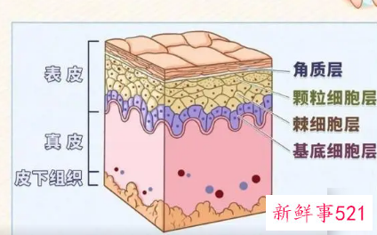 皮肤的主要作用