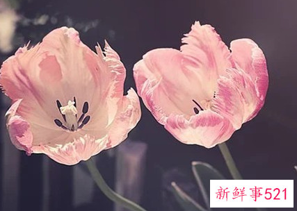 男性撩妹心理学