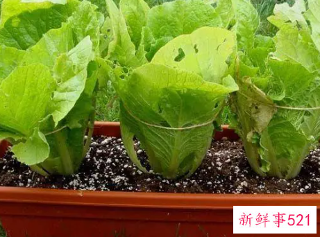 耐阴蔬菜品种有哪些