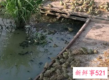 塘泥可以种菜吗