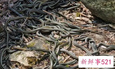 梦见死蛇是什么征兆