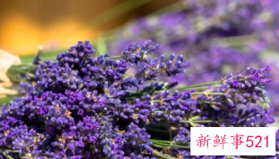 适合居家插的鲜花