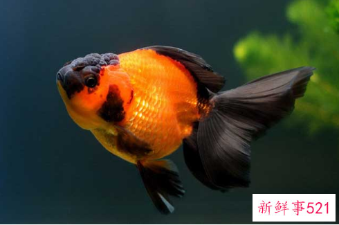 家里养什么鱼好