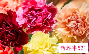 适合居家插的鲜花