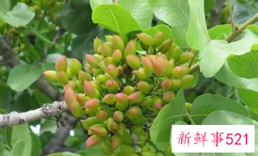 腊肠果的功效与作用