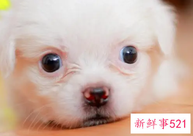 梦见把一只小狗抱在怀里