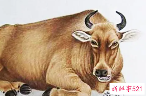 世上最好老公是什么生肖