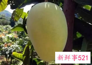 世界上最大的芒果有多大