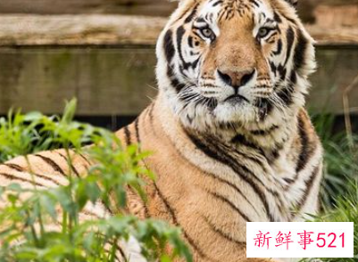 梦见养老虎什么含义