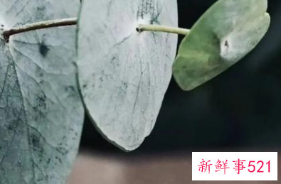 家的寓意是什么