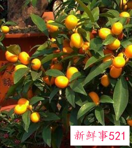 客厅摆放什么植物招财风水